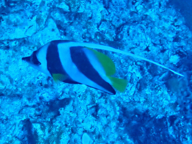 Click to View Schooling Bannerfish<br><span style='font-size:12px'><i>Dave & Rose</i></span>