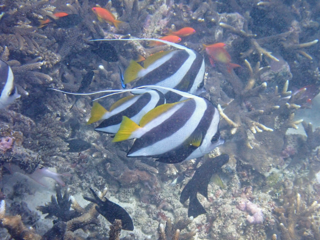 Longfin Bannerfish<br><span style='font-size:12px'><i>Dave & Rose</i></span>