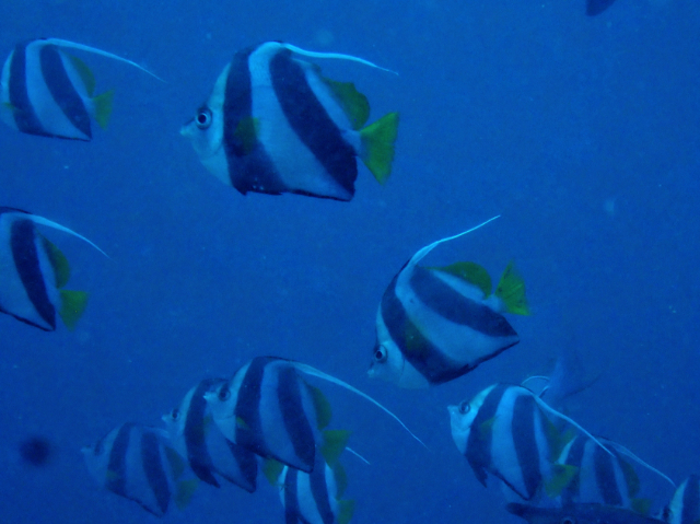 Click to View Schooling Bannerfish<br><span style='font-size:12px'><i>Dave & Rose</i></span>