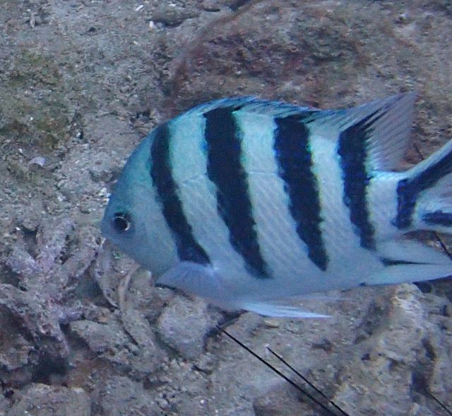 Click to View Scissortail Sergeant<br><span style='font-size:12px'><i>Dave & Rose</i></span>