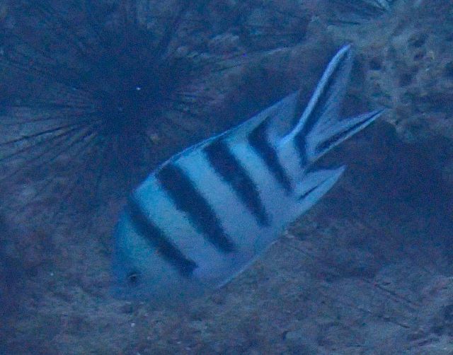 Click to View Scissortail Sergeant<br><span style='font-size:12px'><i>Dave & Rose</i></span>