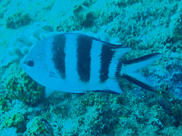 Click to View Scissortail Sergeant<br><span style='font-size:12px'><i>Dave & Rose</i></span>