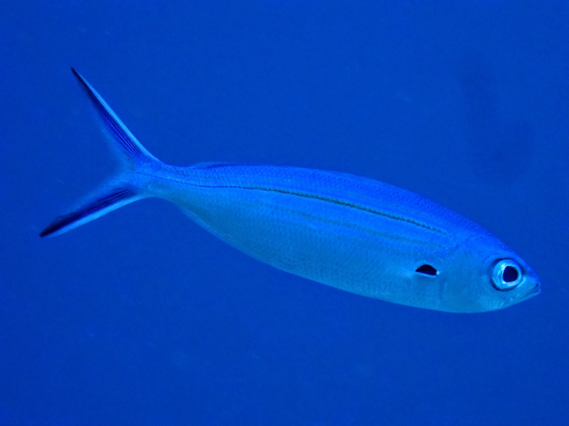 Click to View Scissor-tailed Fusilier<br><span style='font-size:12px'><i>Dave & Rose</i></span>