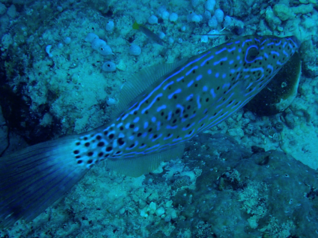 Click to View Scrawled Filefish<br><span style='font-size:12px'><i>Dave & Rose</i></span>