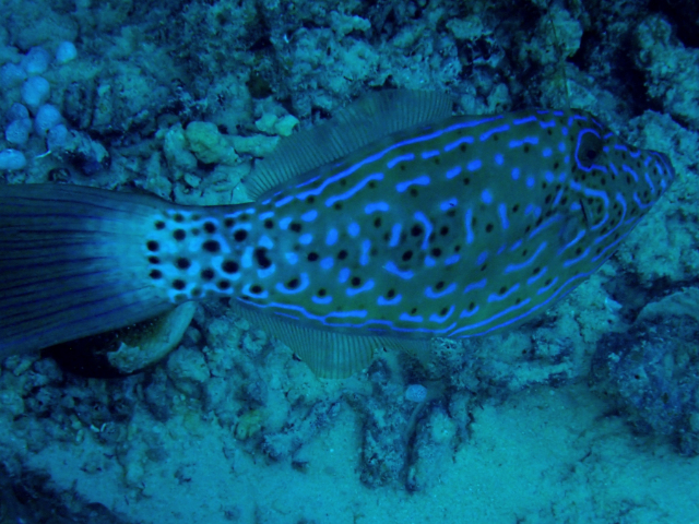 Click to View Scrawled Filefish<br><span style='font-size:12px'><i>Dave & Rose</i></span>