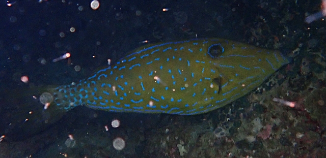 Click to View Scrawled Filefish<br><span style='font-size:12px'><i>Dave & Rose</i></span>