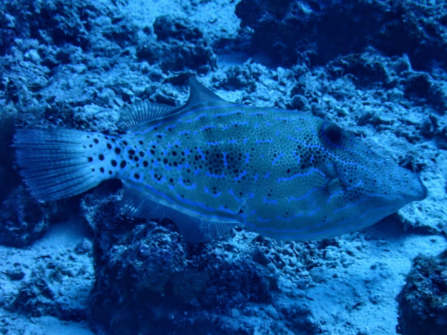 Click to View Scrawled Filefish<br><span style='font-size:12px'><i>Dave & Rose</i></span>