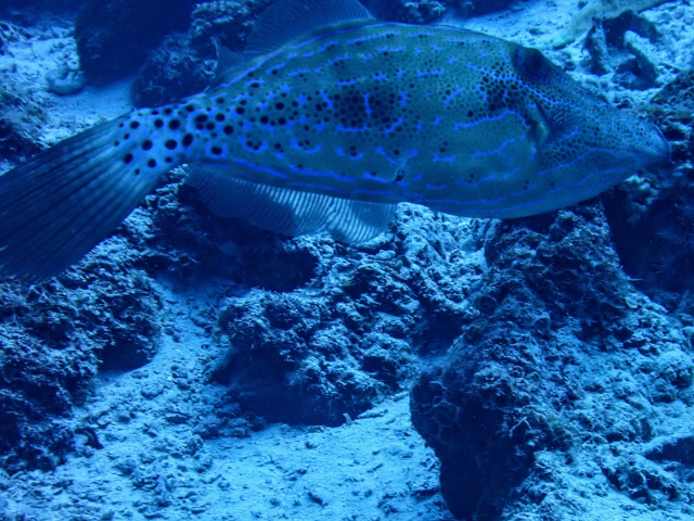 Click to View Scrawled Filefish<br><span style='font-size:12px'><i>Dave & Rose</i></span>