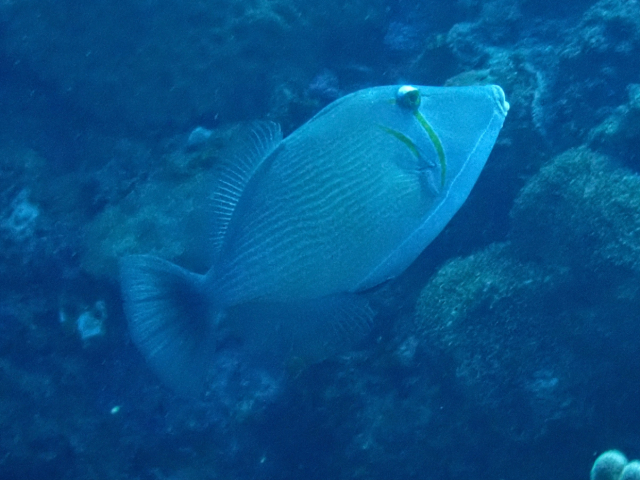 Click to View Scythe Triggerfish<br><span style='font-size:12px'><i>Dave & Rose</i></span>