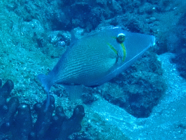 Click to View Scythe Triggerfish<br><span style='font-size:12px'><i>Dave & Rose</i></span>