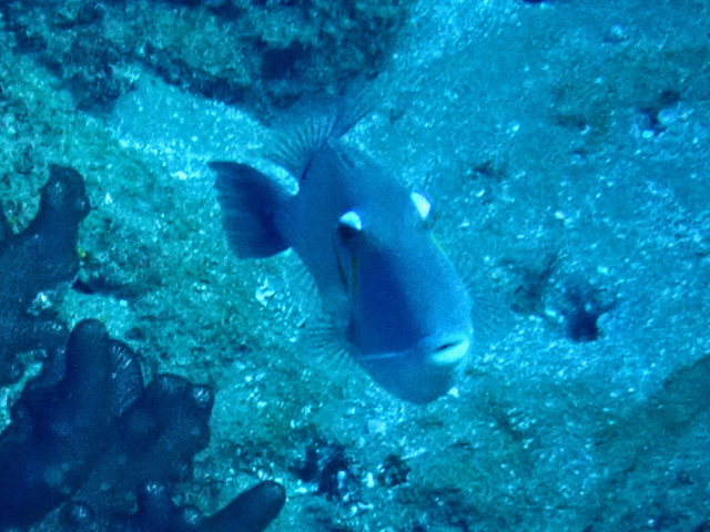 Click to View Scythe Triggerfish<br><span style='font-size:12px'><i>Dave & Rose</i></span>