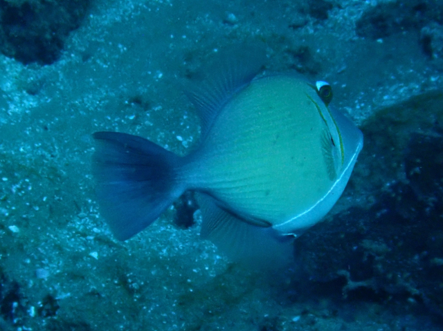 Click to View Scythe Triggerfish<br><span style='font-size:12px'><i>Dave & Rose</i></span>