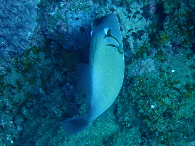 Click to View Scythe Triggerfish<br><span style='font-size:12px'><i>Dave & Rose</i></span>