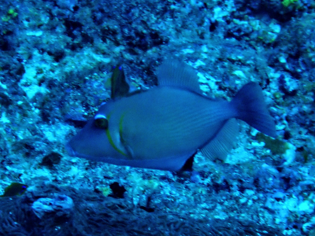 Click to View Scythe Triggerfish<br><span style='font-size:12px'><i>Dave & Rose</i></span>