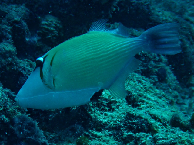 Click to View Scythe Triggerfish<br><span style='font-size:12px'><i>Dave & Rose</i></span>