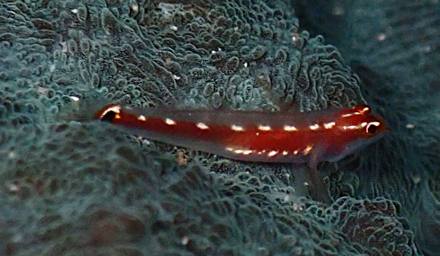 Click to View Sebrees Pigmy Goby<br><span style='font-size:12px'><i>Dave & Rose</i></span>