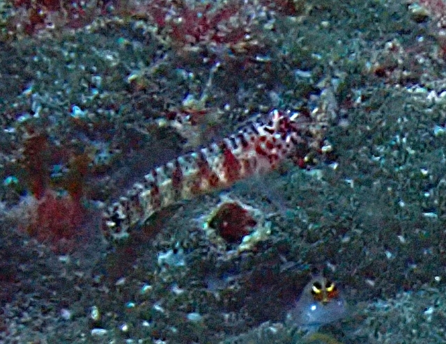 Click to View Sebree's Pigmy Goby<br><span style='font-size:12px'><i>Dave & Rose</i></span>