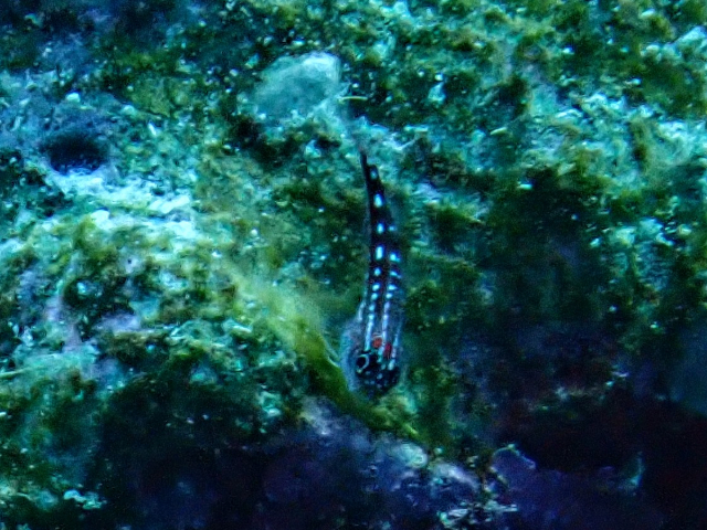 Click to View Sebree's Pigmy Goby<br><span style='font-size:12px'><i>Dave & Rose</i></span>