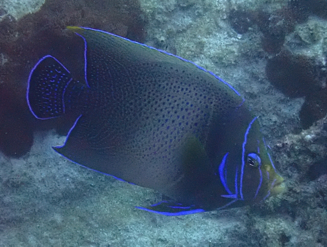 Click to View Semicircle Angelfish<br><span style='font-size:12px'><i>Dave & Rose</i></span>