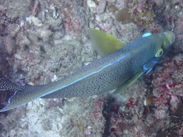 Click to View Semicircle Angelfish<br><span style='font-size:12px'><i>Dave & Rose</i></span>