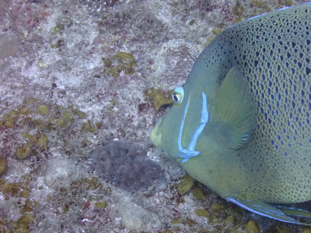 Click to View Semicircle Angelfish<br><span style='font-size:12px'><i>Dave & Rose</i></span>