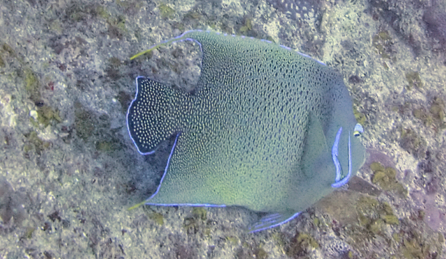 Click to View Semicircle Angelfish<br><span style='font-size:12px'><i>Dave & Rose</i></span>