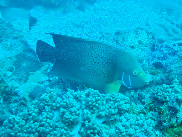 Click to View Semicircle Angelfish<br><span style='font-size:12px'><i>Dave & Rose</i></span>