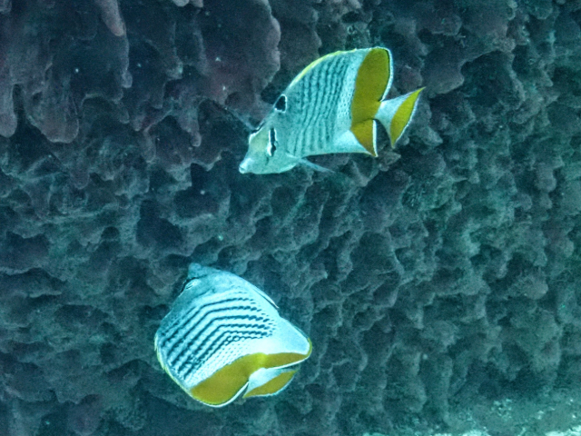 Click to View Seychelles Butterflyfish<br><span style='font-size:12px'><i>Dave & Rose</i></span>