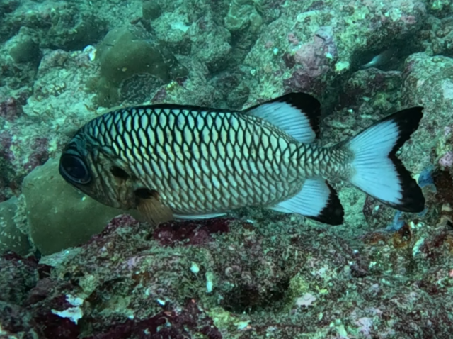 Click to View Shadowfin Soldierfish<br><span style='font-size:12px'><i>Dave & Rose</i></span>