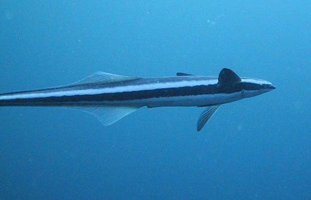 Click to View Sharksucker<br><span style='font-size:12px'><i>Fishbase</i></span>