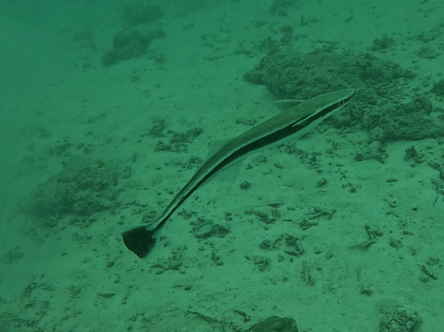 Click to View Sharksucker<br><span style='font-size:12px'><i>Dave & Rose</i></span>