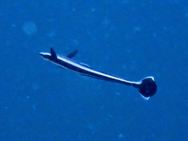 Sharksucker<br><span style='font-size:12px'><i>Dave & Rose</i></span>