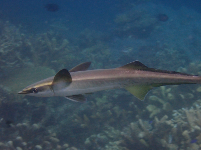 Sharksucker<br><span style='font-size:12px'><i>Dave & Rose</i></span>