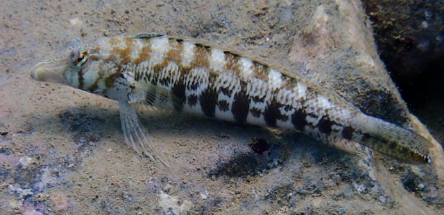 Click to View Sharpnose Sandperch<br><span style='font-size:12px'><i>Dave & Rose</i></span>