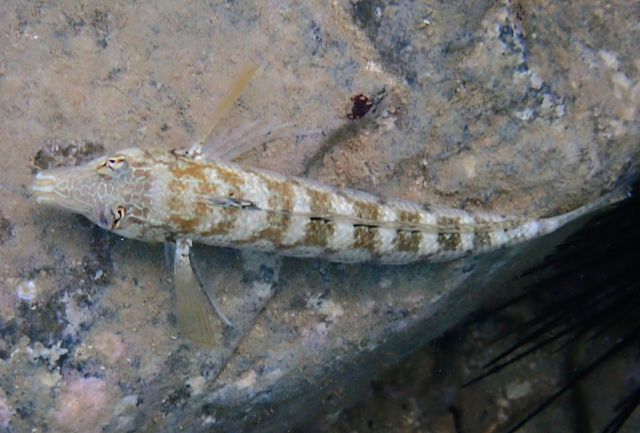 Click to View Sharpnose Sandperch<br><span style='font-size:12px'><i>Dave & Rose</i></span>