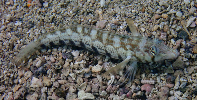 Click to View Sharpnose Sandperch<br><span style='font-size:12px'><i>Dave & Rose</i></span>