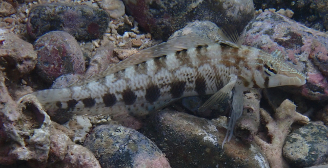 Click to View Sharpnose Sandperch<br><span style='font-size:12px'><i>Dave & Rose</i></span>