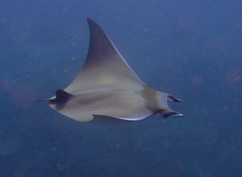 Click to View Shortfin Devil Ray<br><span style='font-size:12px'><i>iNaturalist</i></span>