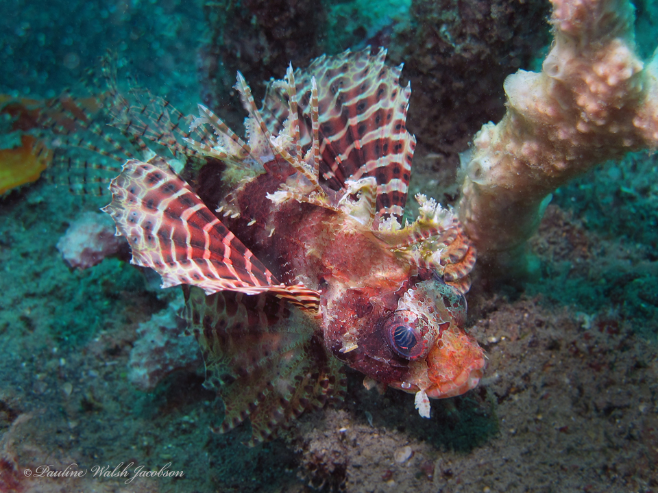 Click to View Shortfin Dwarf Lionfish<br><span style='font-size:12px'><i>Fishbase</i></span>