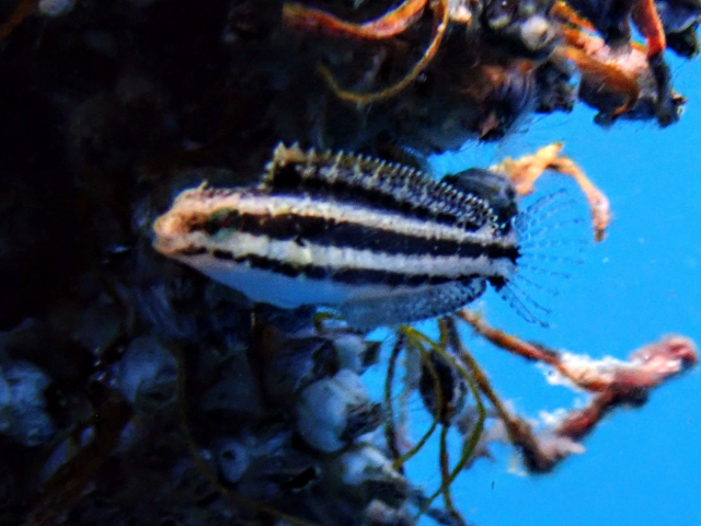 Shorthead Fangblenny<br><span style='font-size:12px'><i>Dave & Rose</i>&nbsp&nbspPhilippines&nbsp&nbsp27th Apr 2026</span>