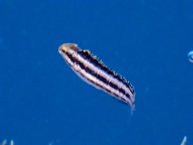 Shorthead Fangblenny<br><span style='font-size:12px'><i>Dave & Rose</i></span>