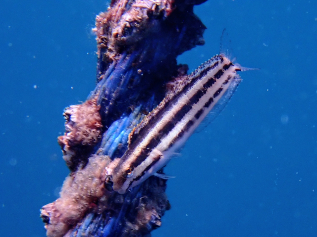 Click to View Shorthead Fangblenny<br><span style='font-size:12px'><i>Dave & Rose</i></span>