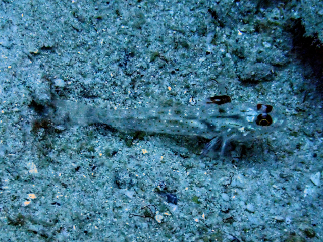 Signalfin Sandgoby<br><span style='font-size:12px'><i>Dave & Rose</i>&nbsp&nbspPhilippines&nbsp&nbsp2nd May 2026</span>