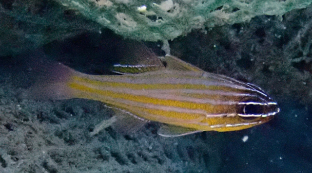 Click to View Silty Cardinalfish<br><span style='font-size:12px'><i>Silty Cardinalfish</i></span>