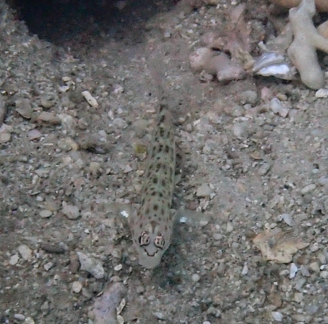 Click to View Silverspot Shrimpgoby<br><span style='font-size:12px'><i>Dave & Rose</i></span>