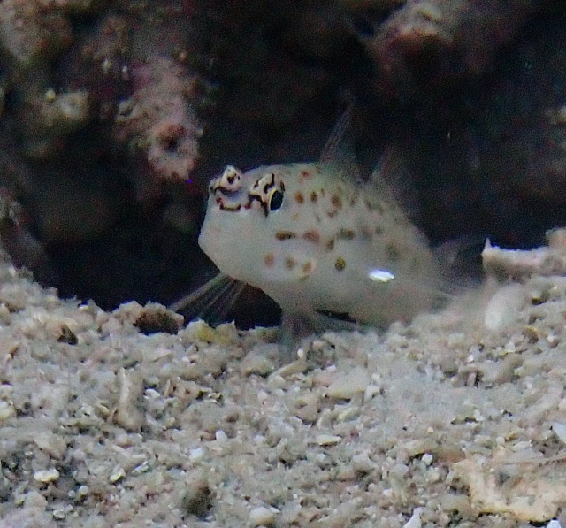 Click to View Silverspot Shrimpgoby<br><span style='font-size:12px'><i>Dave & Rose</i></span>