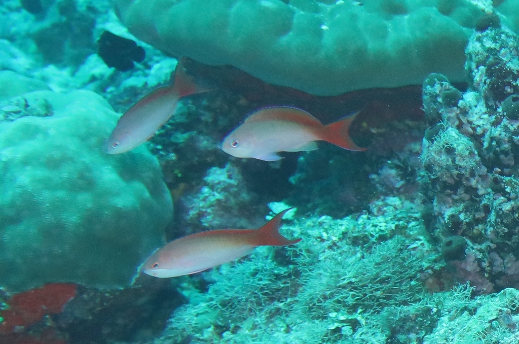 Click to View Silverstreak Anthias<br><span style='font-size:12px'><i>Dave & Rose</i></span>