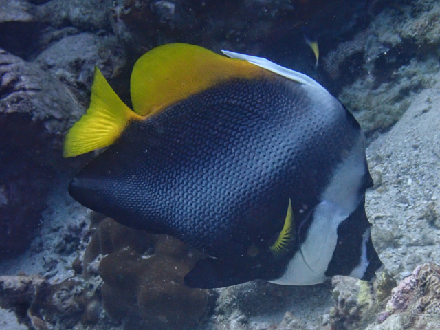 Click to View Singular Bannerfish<br><span style='font-size:12px'><i>Dave & Rose</i></span>