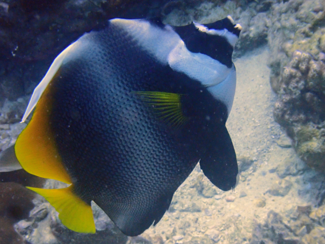 Click to View Singular Bannerfish<br><span style='font-size:12px'><i>Dave & Rose</i></span>