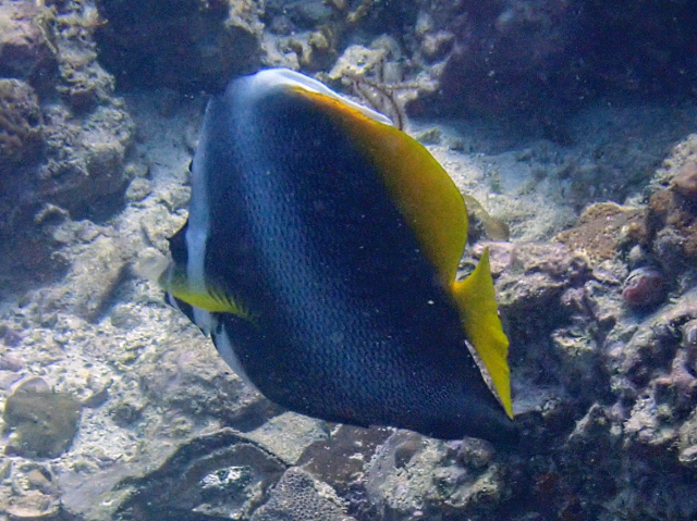 Click to View Singular Bannerfish<br><span style='font-size:12px'><i>Dave & Rose</i></span>